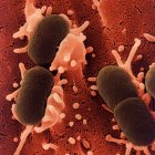 Escherichia_coli kimicontrol